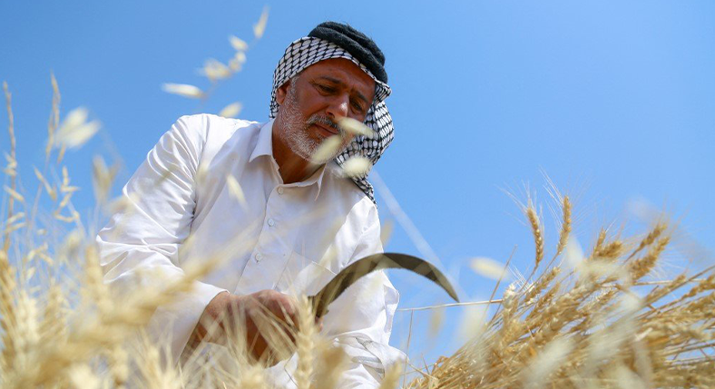 Wheat and Barley